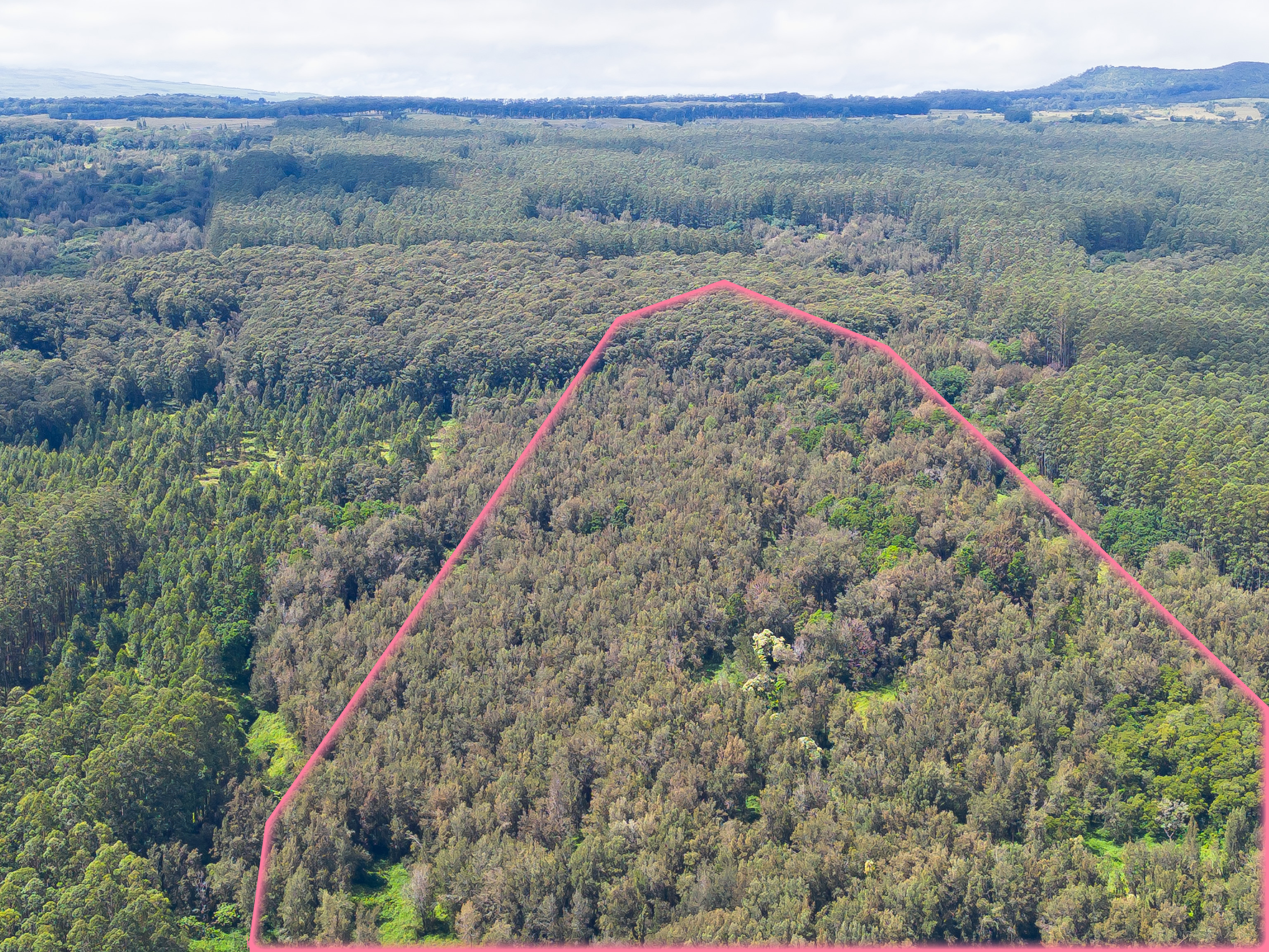 a view of a dry yard with trees
