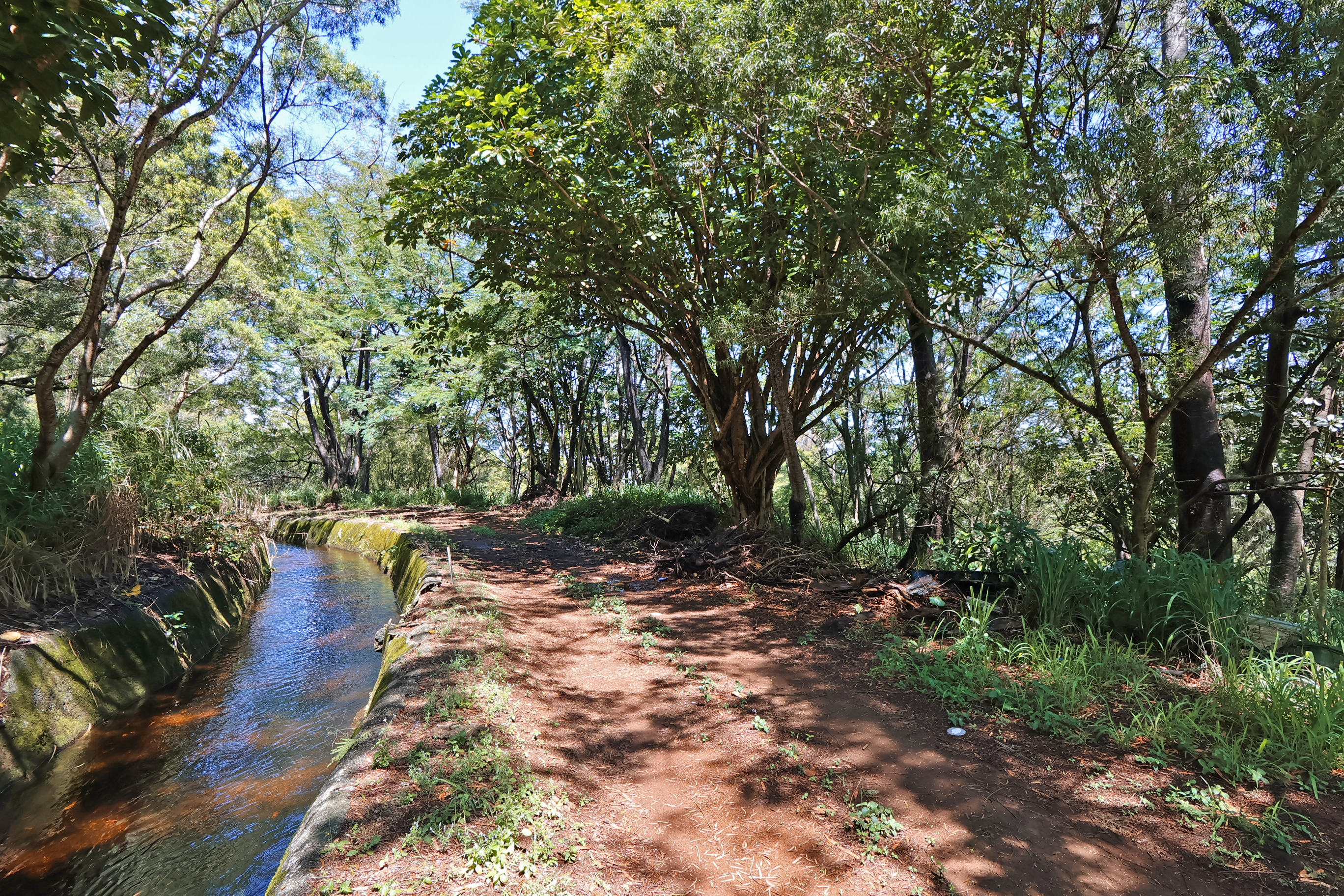 Undisclosed Address Honokaa, HI 96727 - Photo 13 of 16 a view of a yard with plants and trees