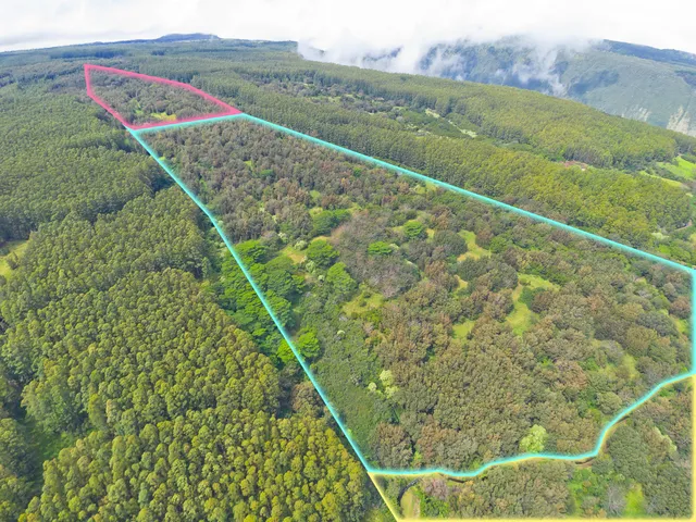 a view of a lush green forest with a mountain