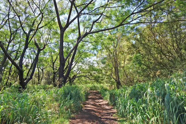 a view of a pathway both side of yard