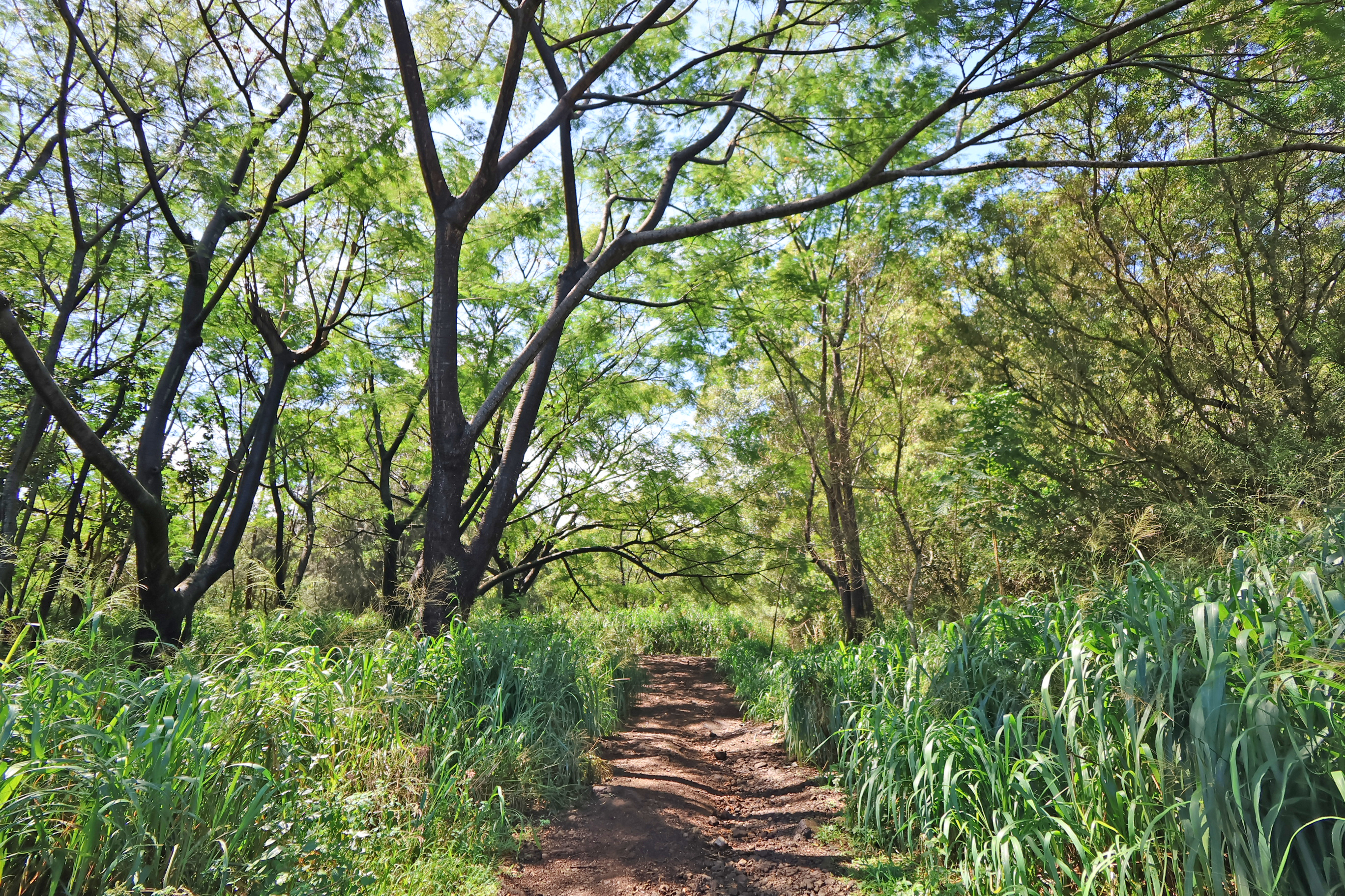 Undisclosed Address Honokaa, HI 96727 - Photo 9 of 16 a backyard of a house with lots of green space