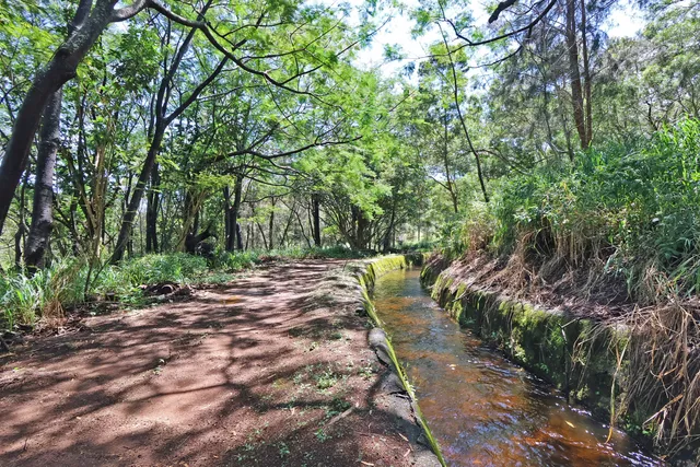 a view of a yard with plants and trees