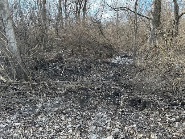 a view of a yard with a tree