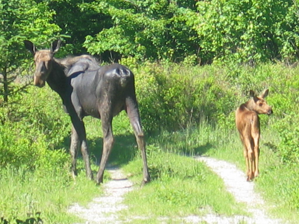 20 Granite Grove Millinocket, ME 04462 - Photo 58 of 63 Lots of Wildlife in the Area...