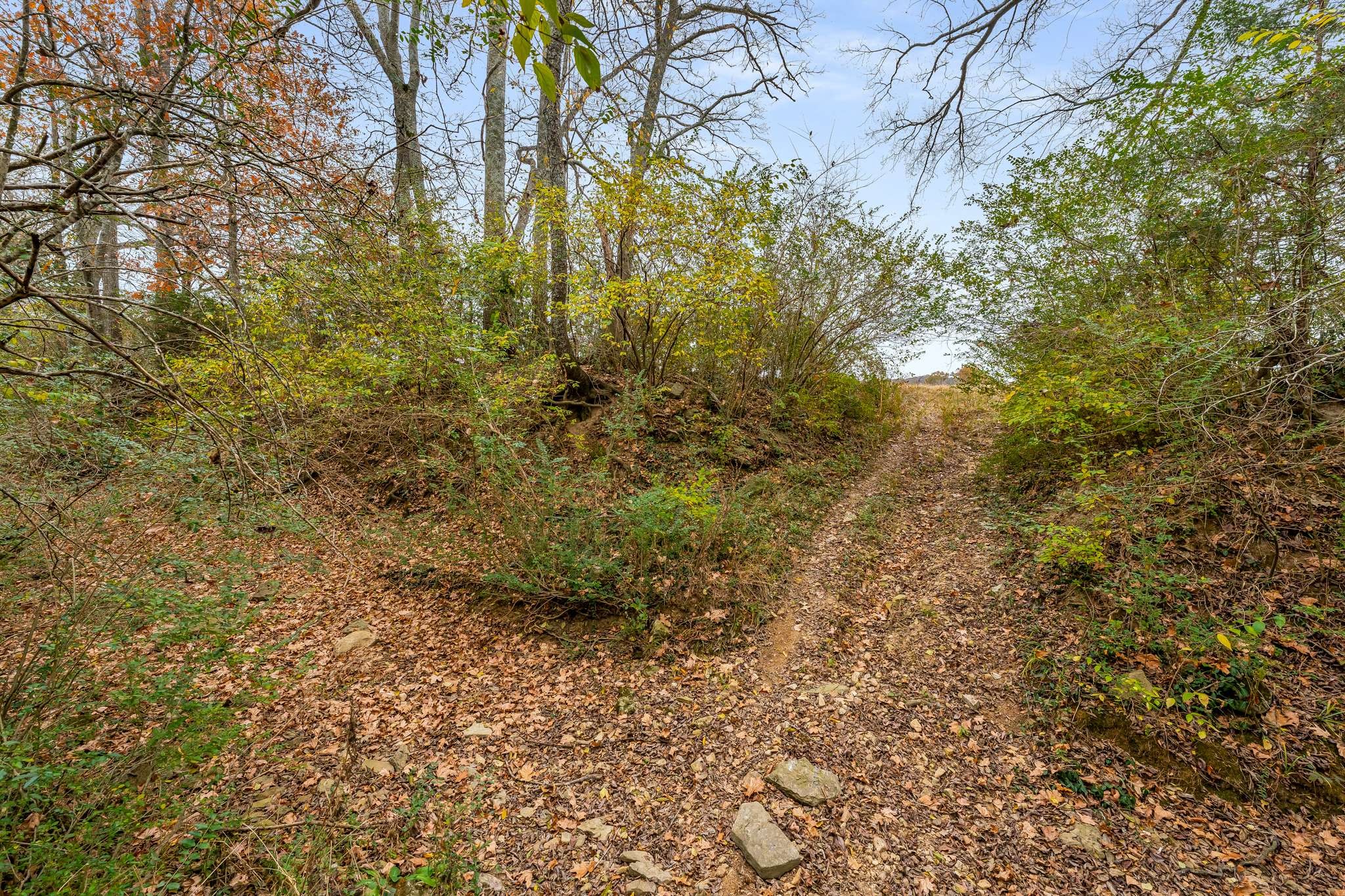 1995 Old Hillsboro Road Franklin, TN 37064 - Photo 70 of 70 a view of a yard with plants and trees