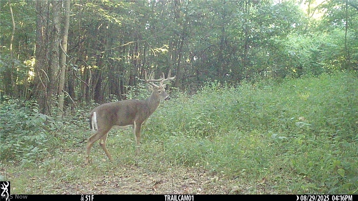 Marlott Run Road Kimbolton, OH 43749 - Photo 44 of 49
