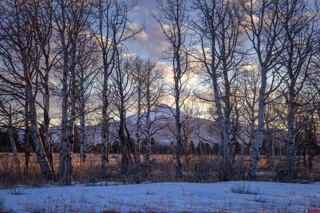 a view of a yard with plants and trees