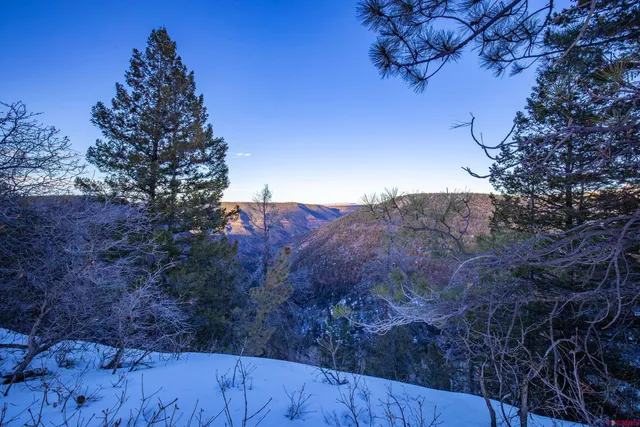 a view of backyard with tree