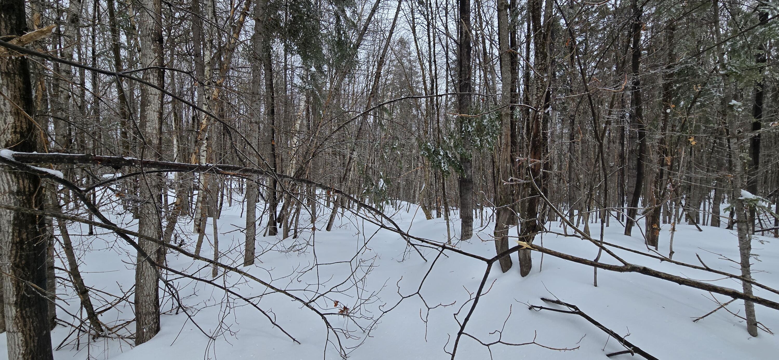 Map31 Map31 Lot12 St. David, ME 04773 - Photo 14 of 35 20260404_134404