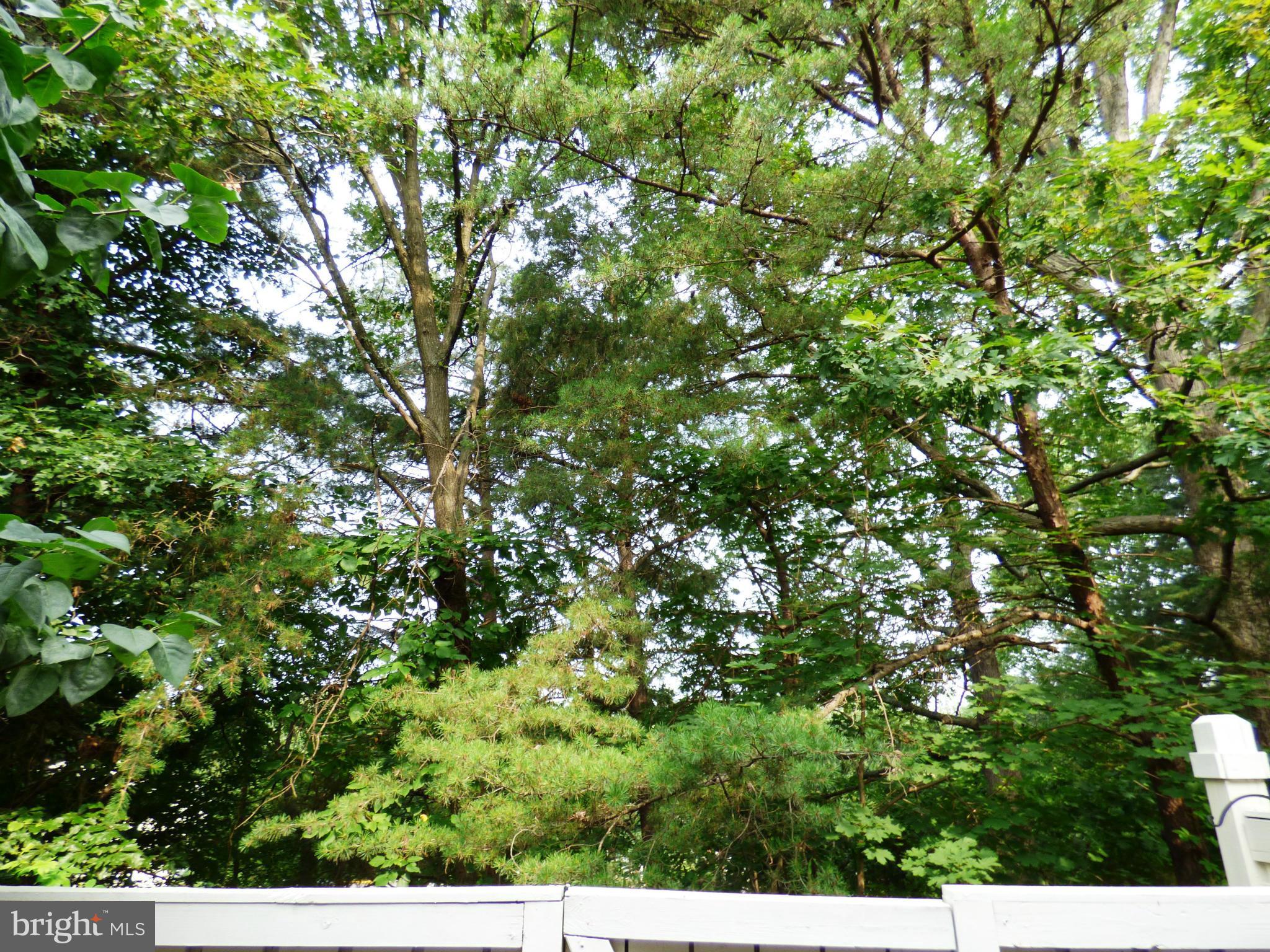 1634 Fieldthorn Drive Reston, VA 20194 - Photo 23 of 30 view of a tree