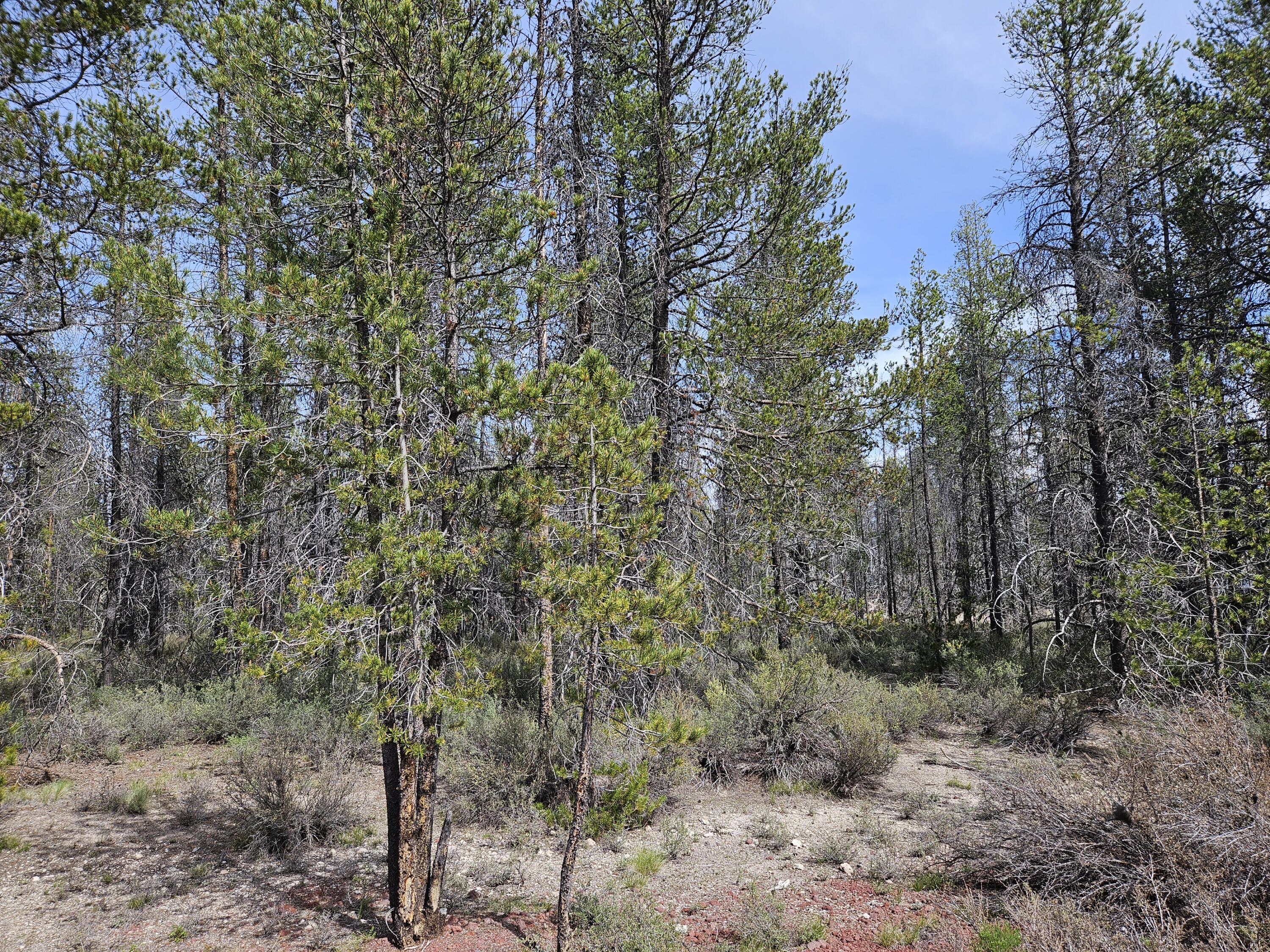 0 Scott View Drive, Unit 7 Chiloquin, OR 97624 - Photo 4 of 5 a view of a forest with large trees