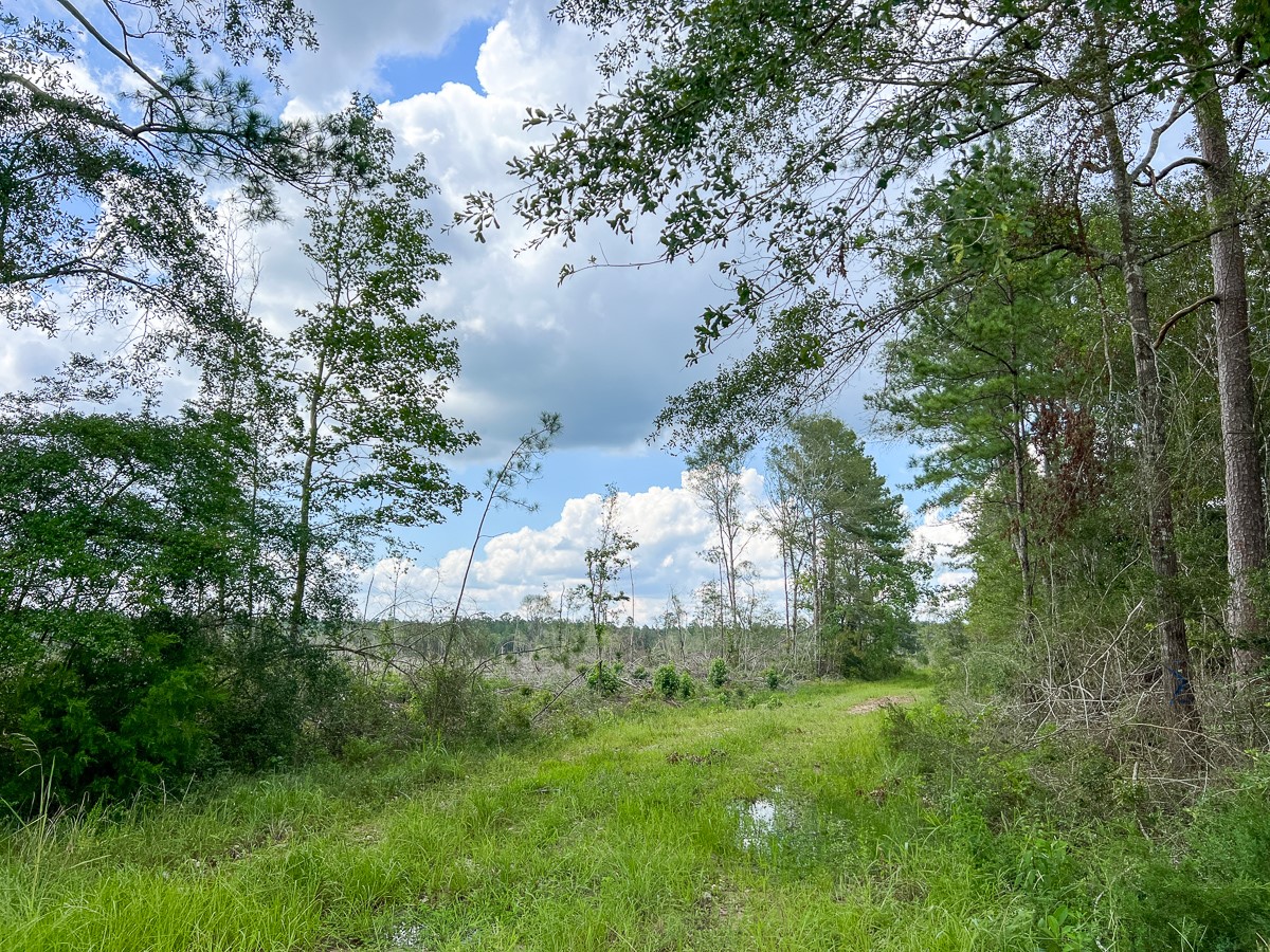 0 Old Honey Island Road Kountze, TX 77625 - Photo 3 of 17 a backyard of a house with lots of green space