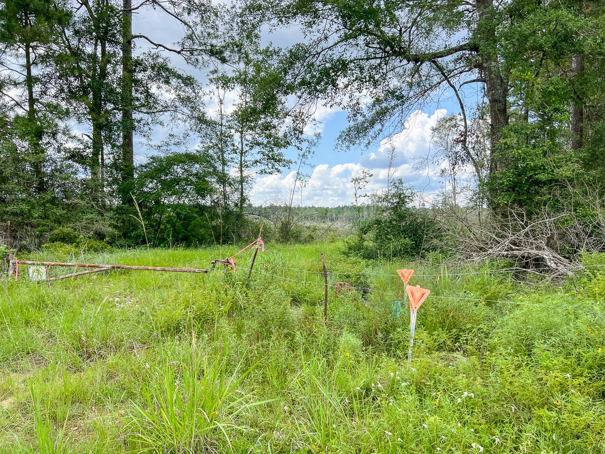 0 Old Honey Island Road Kountze, TX 77625 - Photo 6 of 17 a backyard of a house with lots of green space
