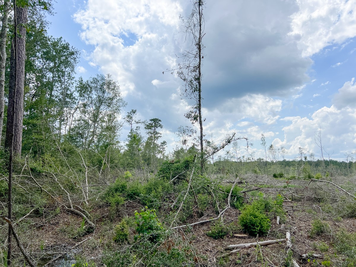 0 Old Honey Island Road Kountze, TX 77625 - Photo 9 of 17