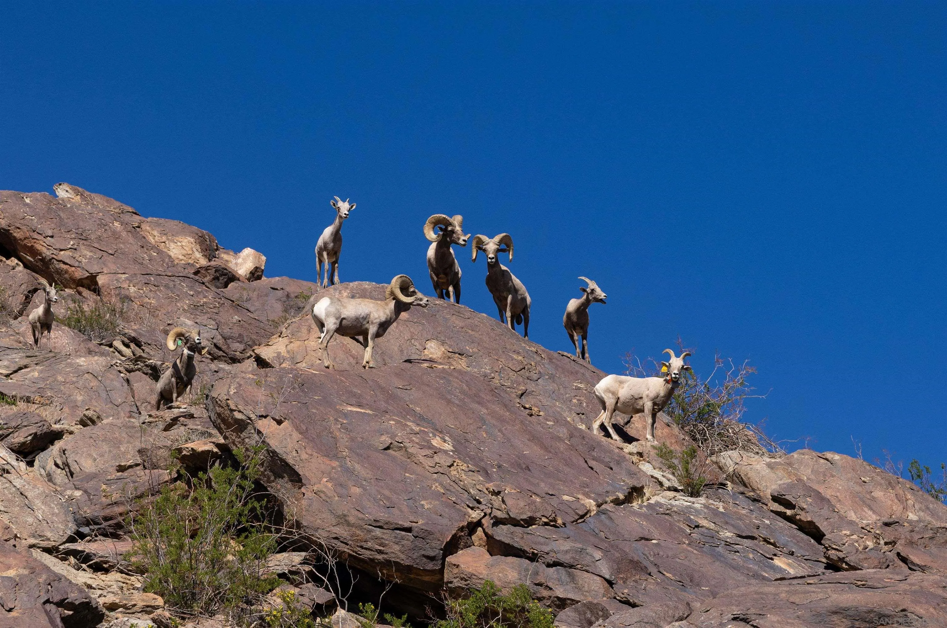 1668 Montezuma Court, Unit 22 Borrego Springs, CA 92004 - Photo 73 of 75 a view of a tiny house with a forest
