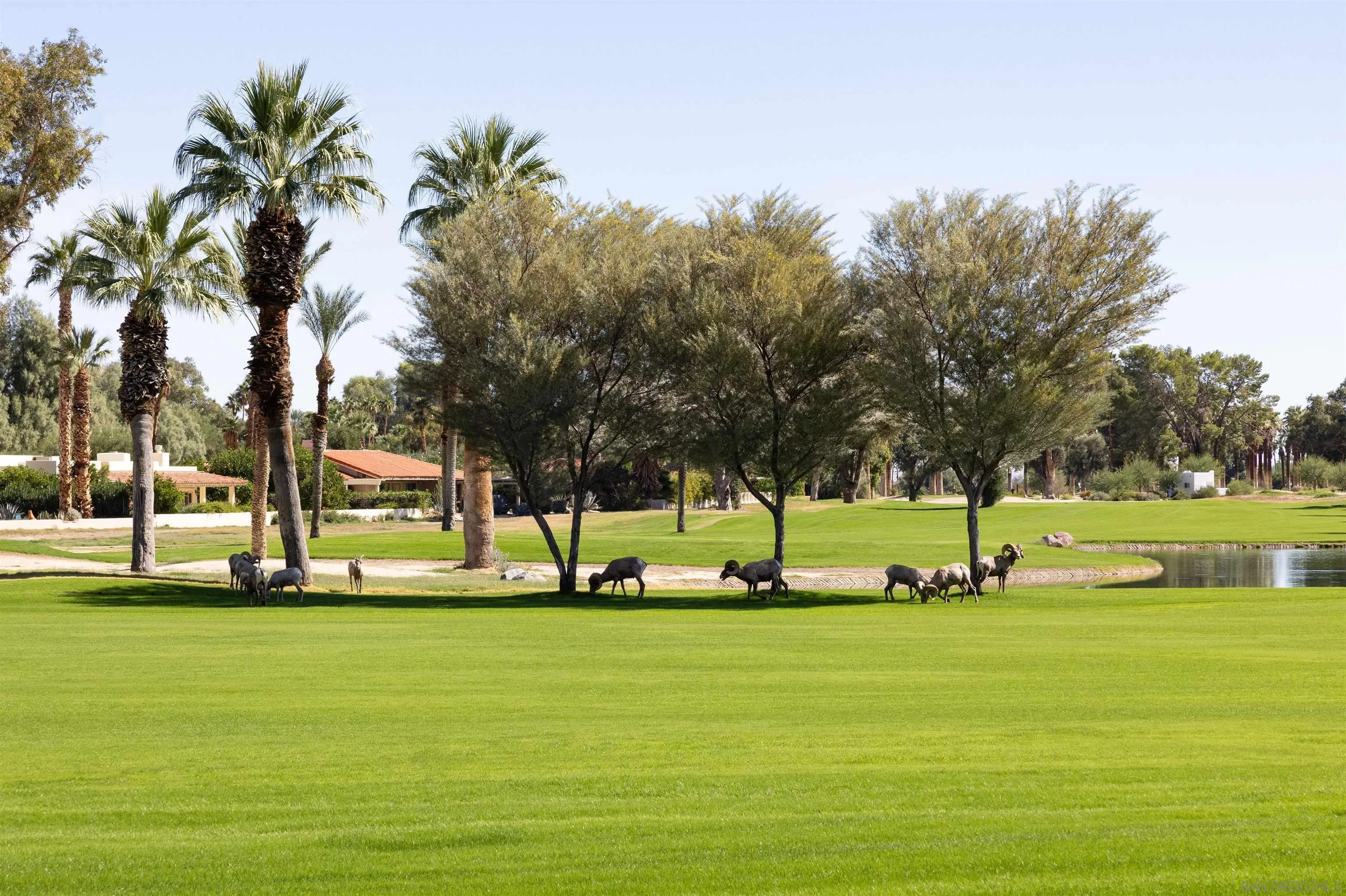 1668 Montezuma Court, Unit 22 Borrego Springs, CA 92004 - Photo 75 of 75 a big yard with palm trees