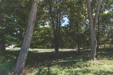 a view of a tree in a yard