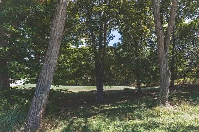 a view of a tree in a yard