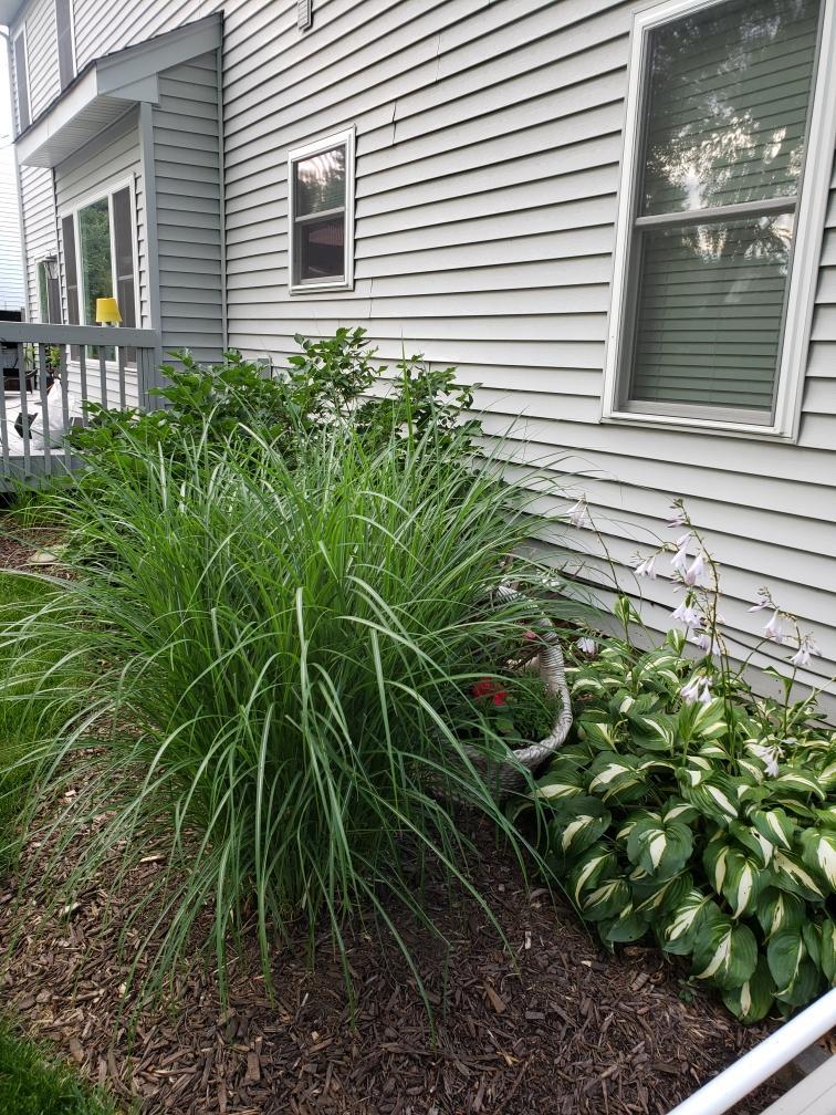 Undisclosed Address Algonquin, IL 60102 - Photo 35 of 40 a plant that is in front of a house
