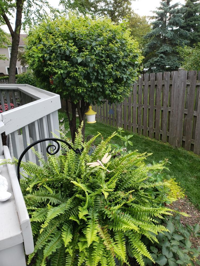 Undisclosed Address Algonquin, IL 60102 - Photo 36 of 40 a view of a garden with plants