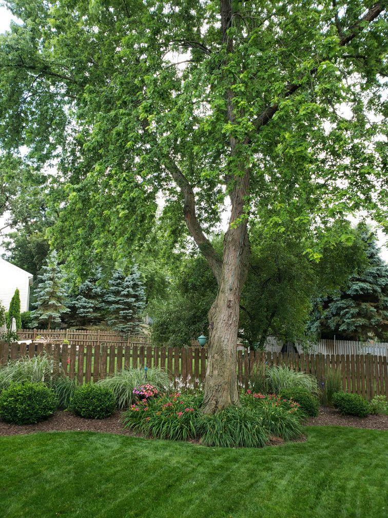 Undisclosed Address Algonquin, IL 60102 - Photo 38 of 40 a view of a garden with plants and a bench