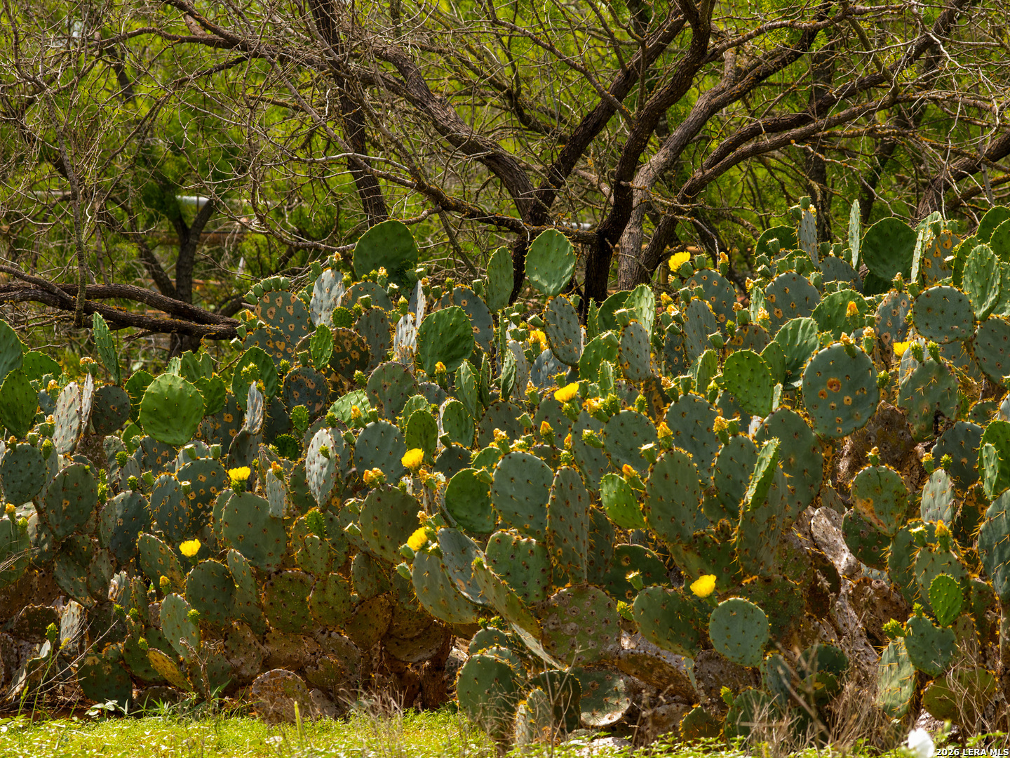 Tbd County Road 3000 Keystone Pearsall, TX 78061 - Photo 25 of 49
