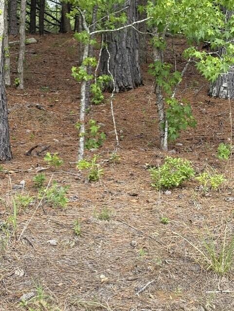 Lot A Cemetery Road Williston, SC 29853 - Photo 5 of 6
