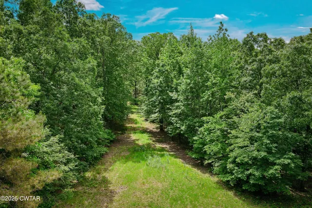a view of a lush green forest
