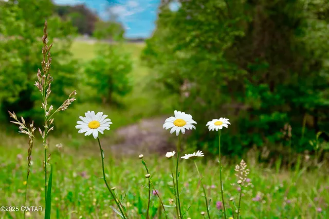 a view of a flower
