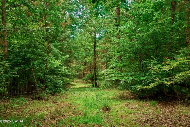 a green field with lots of trees