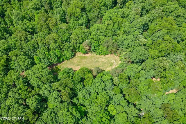 a view of a lush green forest