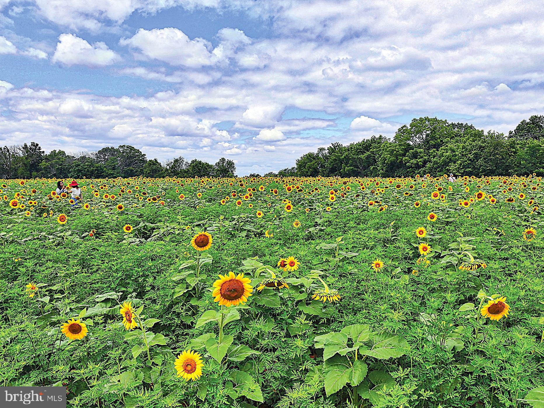 19808 Westerly Avenue Poolesville, MD 20837 - Photo 58 of 64 Amazing sunflowers are here at McKee-Beshers Park!