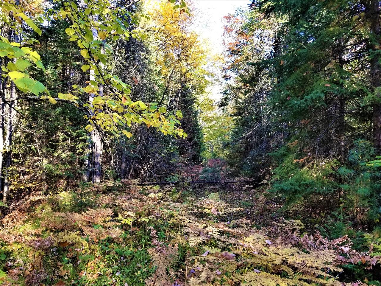 Lot 14 Timberline Road Mercer, WI 54547 - Photo 7 of 18 Gallery Image 7