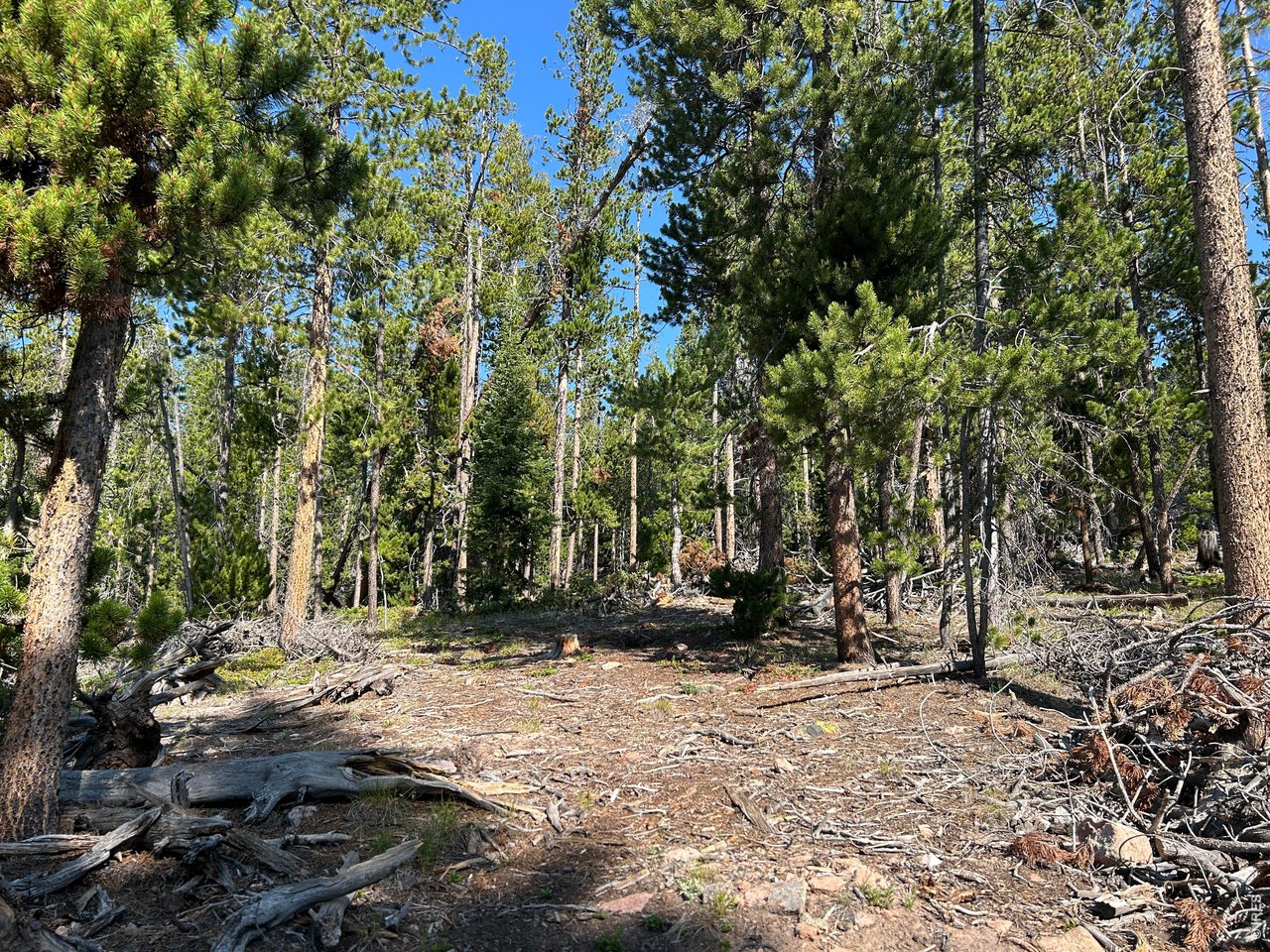 506 Elkridge Road Red Feather Lakes, CO 80545 - Photo 15 of 25