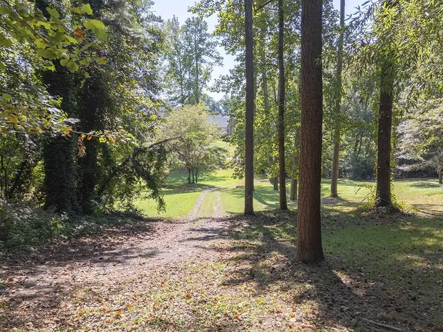 a view of a forest with trees
