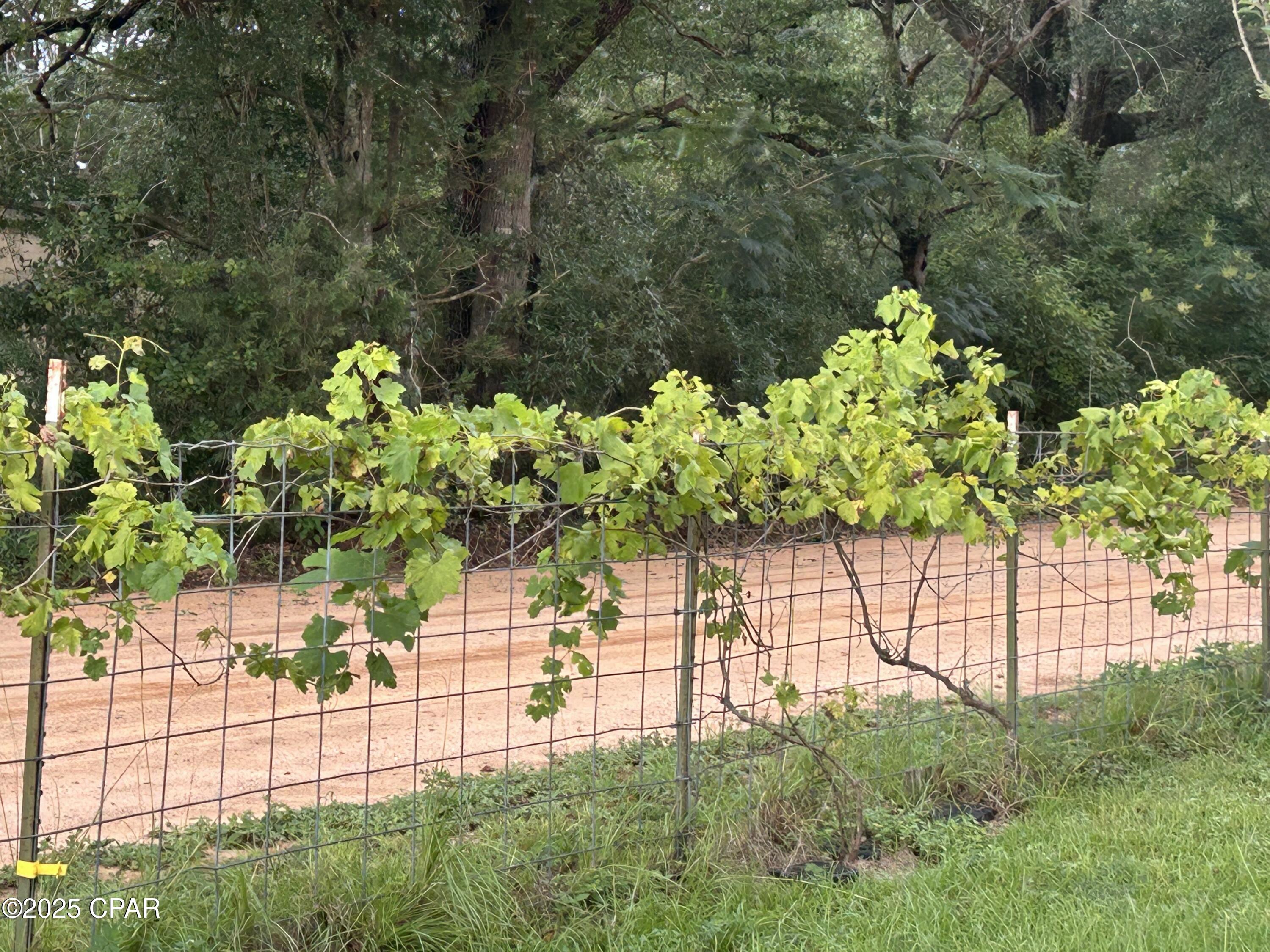 5735 Highway 77 Chipley, FL 32428 - Photo 11 of 13