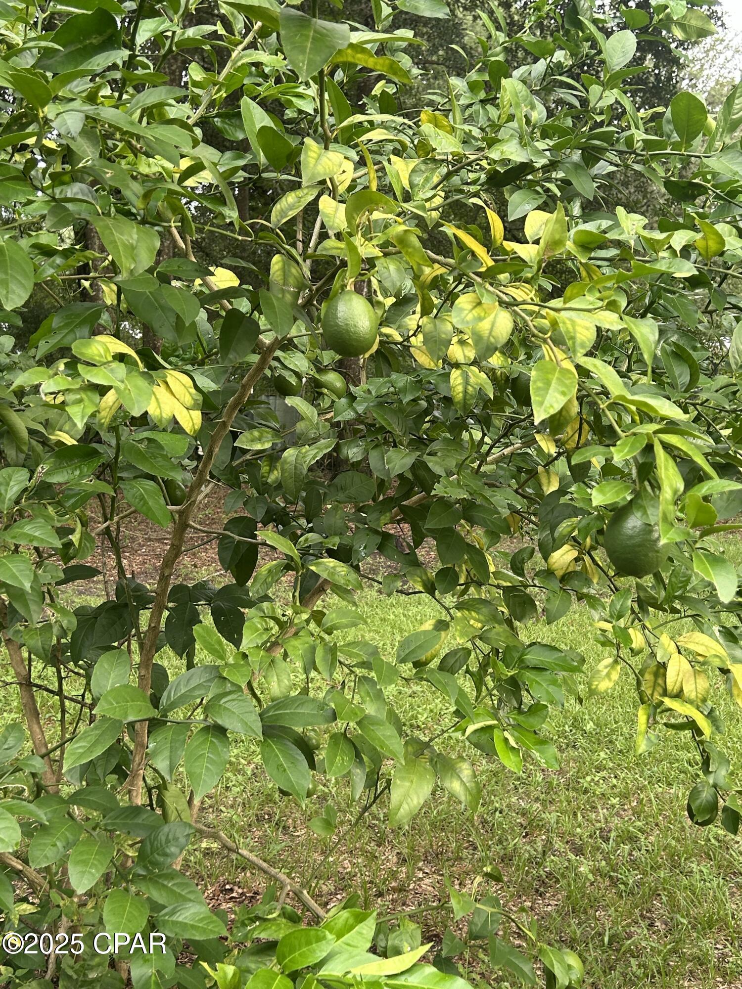 5735 Highway 77 Chipley, FL 32428 - Photo 12 of 13