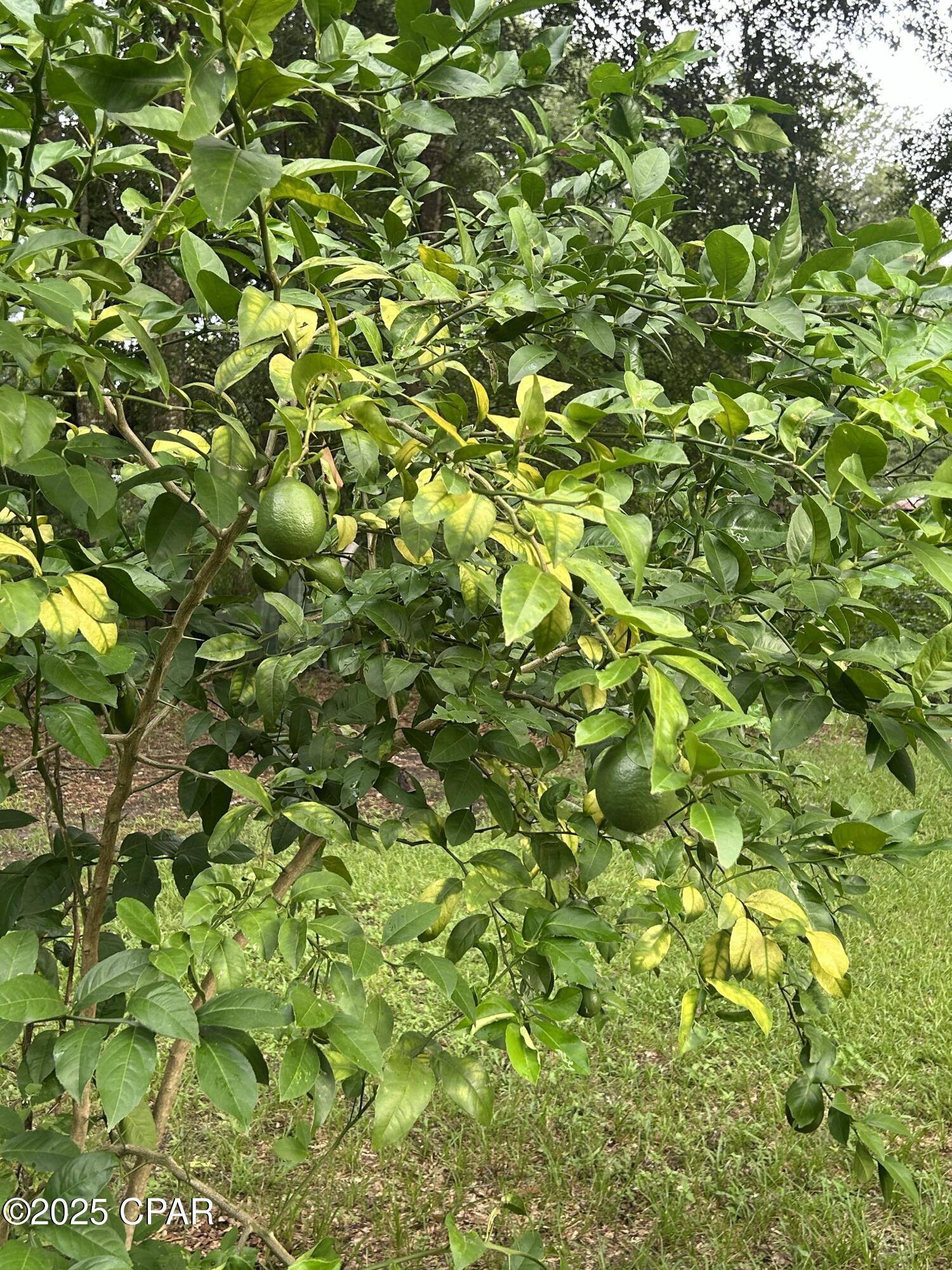 5735 Highway 77 Chipley, FL 32428 - Photo 13 of 13