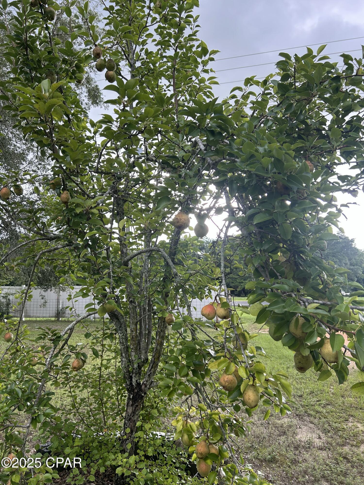 5735 Highway 77 Chipley, FL 32428 - Photo 10 of 13