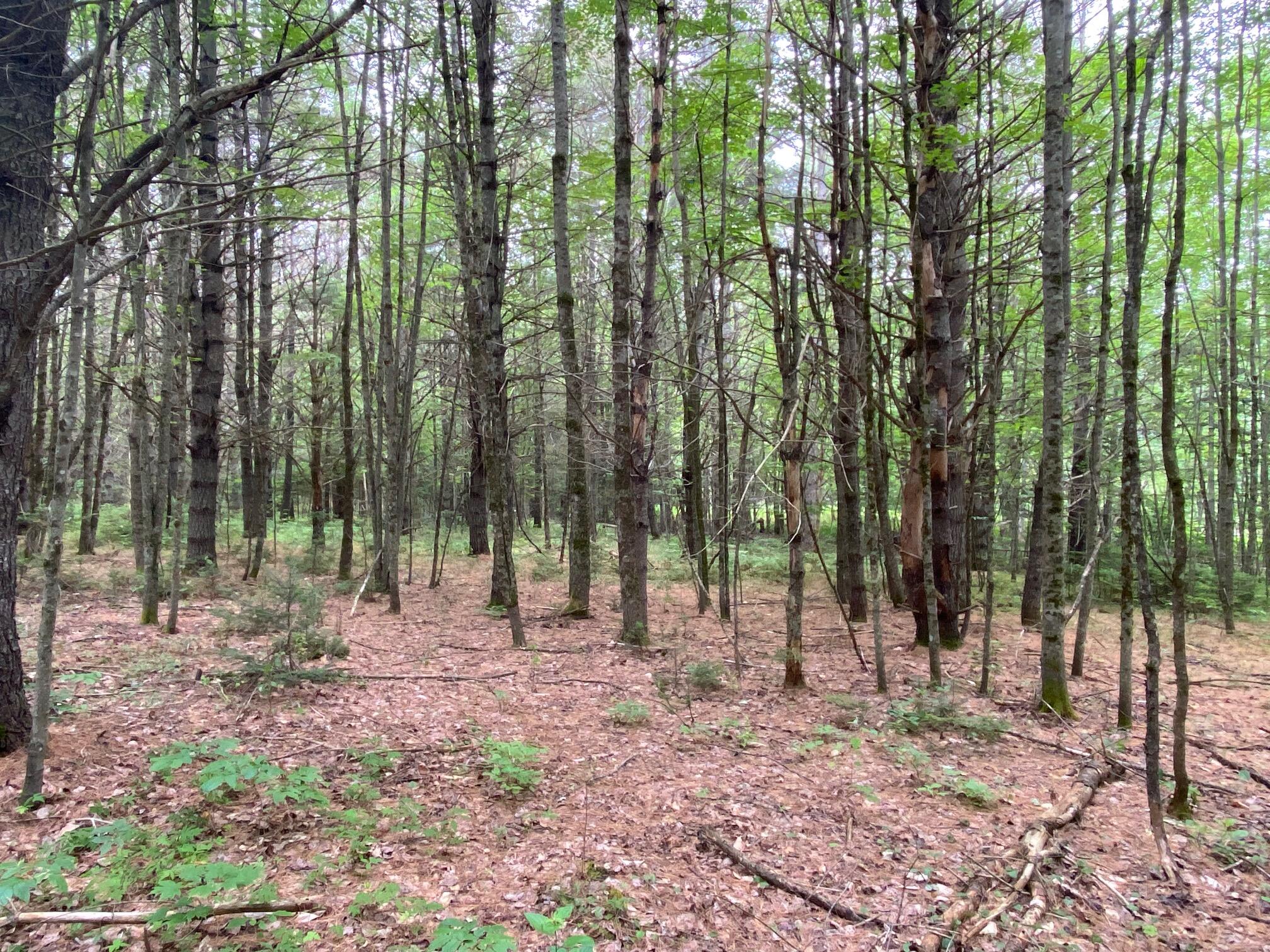 Lot#17 Guilford Center Road Guilford, ME 04443 - Photo 10 of 20