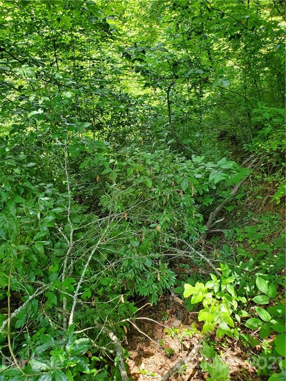 263 Long Ridge Road Brevard, NC 28712 - Photo 5 of 5 Gallery Image 5