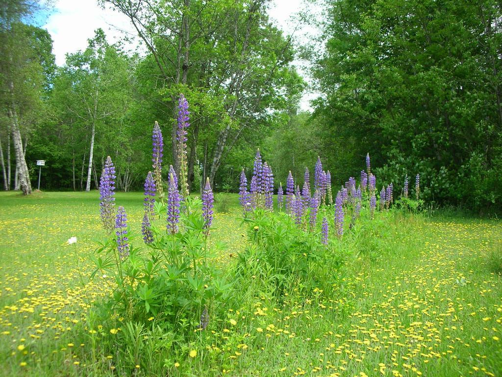 133 Turner Howe Road Milo, ME 04463 - Photo 18 of 28 patches of vegetable & flower garden...