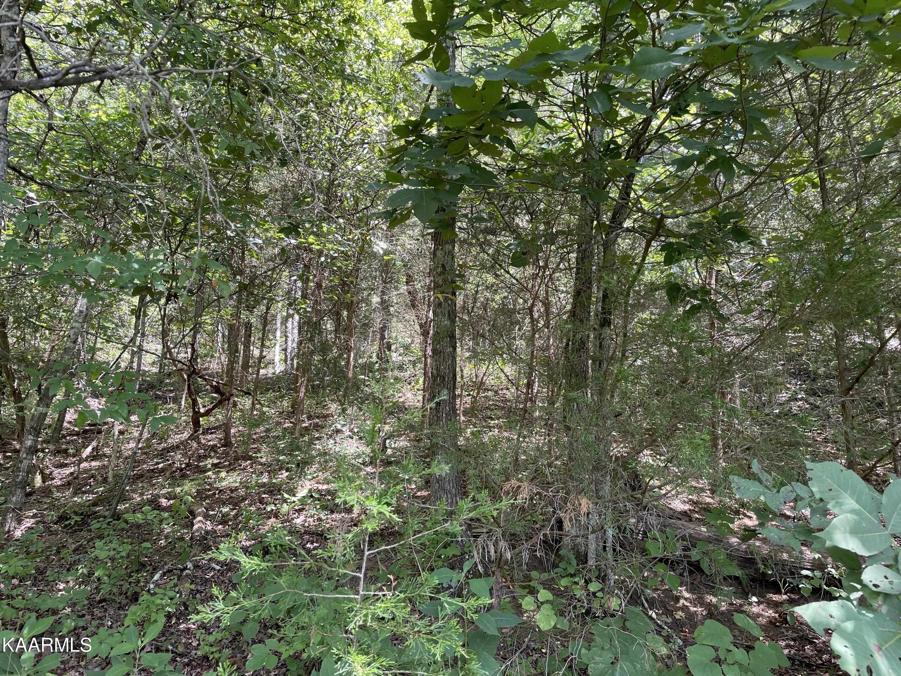 102 Lakeshore Way Newport, TN 37821 - Photo 6 of 11 IMG_7004