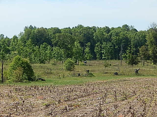 11500 West 14 Road Mesick, MI 49668 - Photo 19 of 23 DSCN1982