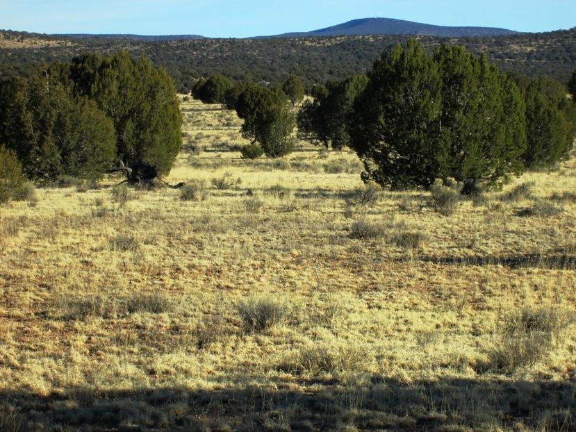 17 North Off Jolly Road Seligman, AZ 86337 - Photo 11 of 28 IMG_0058