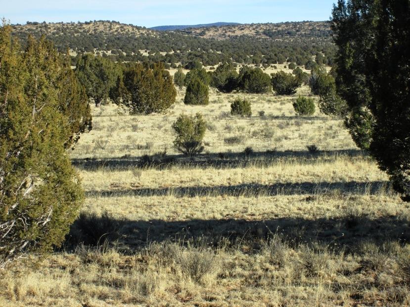 17 North Off Jolly Road Seligman, AZ 86337 - Photo 12 of 28 IMG_0059