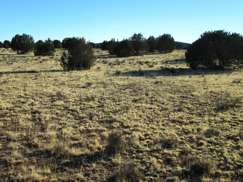17 North Off Jolly Road Seligman, AZ 86337 - Photo 15 of 28 IMG_0062