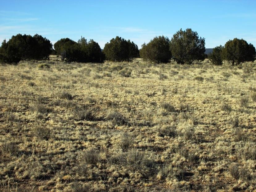 17 North Off Jolly Road Seligman, AZ 86337 - Photo 16 of 28 IMG_0063