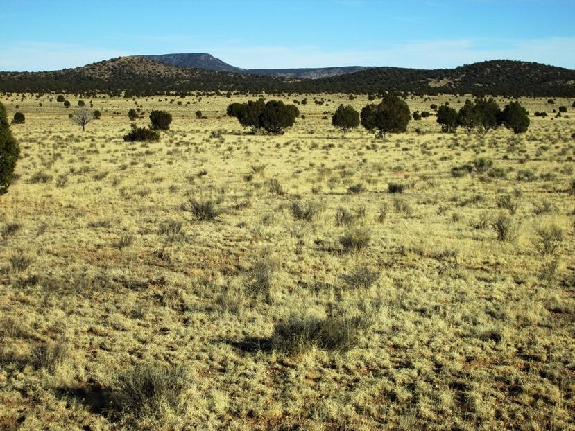 17 North Off Jolly Road Seligman, AZ 86337 - Photo 17 of 28 IMG_0064