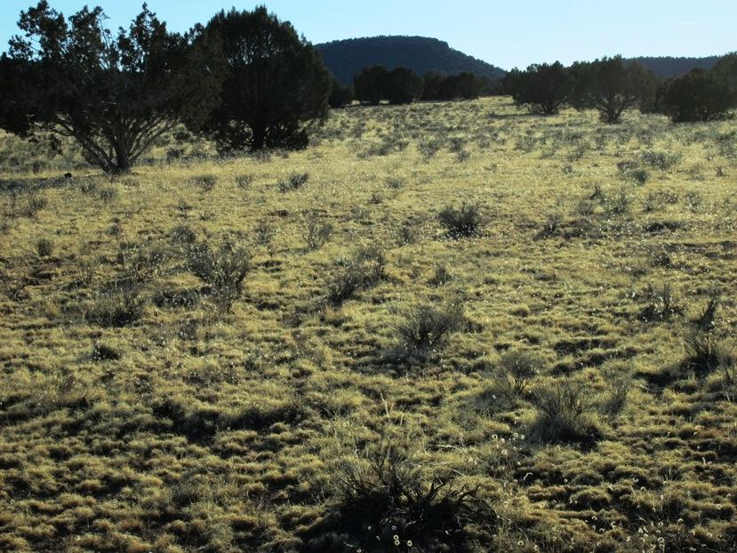 17 North Off Jolly Road Seligman, AZ 86337 - Photo 18 of 28 IMG_0065